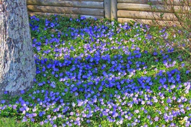 Periwinkle in landscape design: ideas, photos of flowers in a flower bed