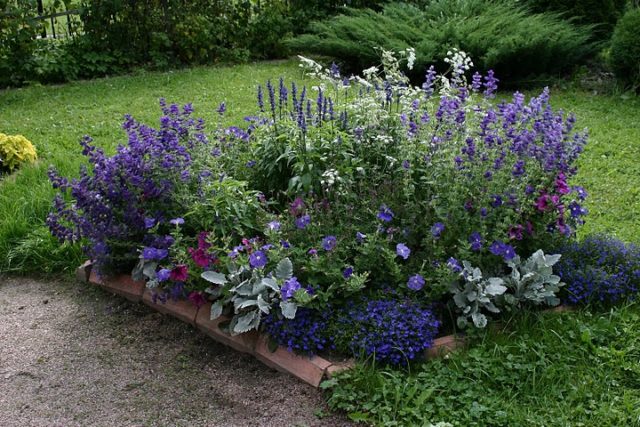 Periwinkle in landscape design: ideas, photos of flowers in a flower bed