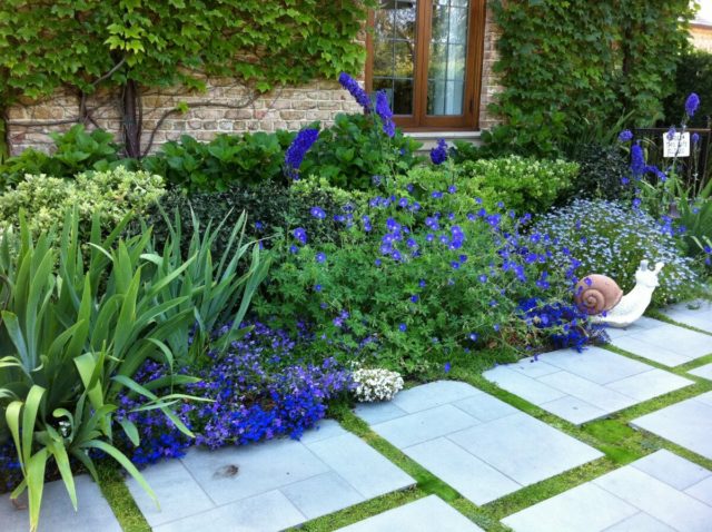 Periwinkle in landscape design: ideas, photos of flowers in a flower bed