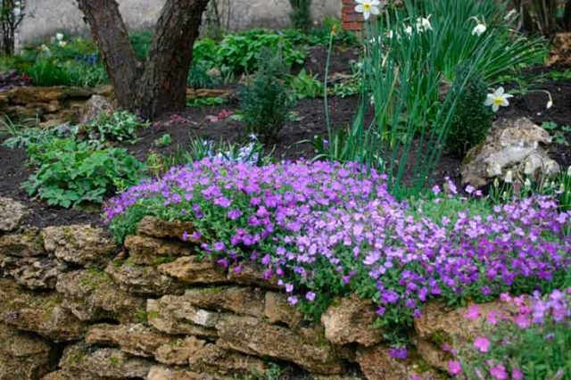 Periwinkle in landscape design: ideas, photos of flowers in a flower bed