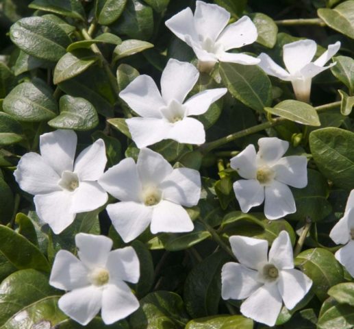 Periwinkle in landscape design: ideas, photos of flowers in a flower bed