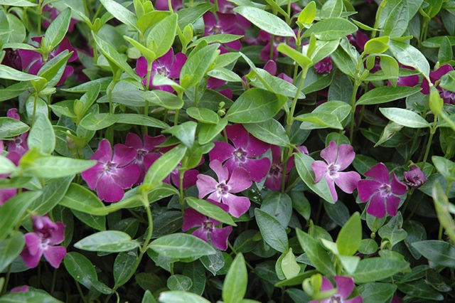 Periwinkle in landscape design: ideas, photos of flowers in a flower bed