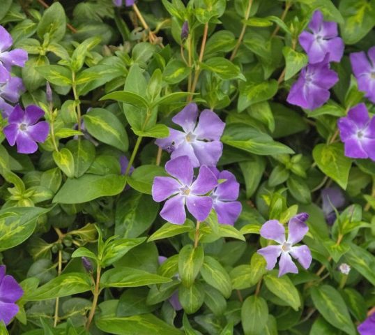 Periwinkle in landscape design: ideas, photos of flowers in a flower bed