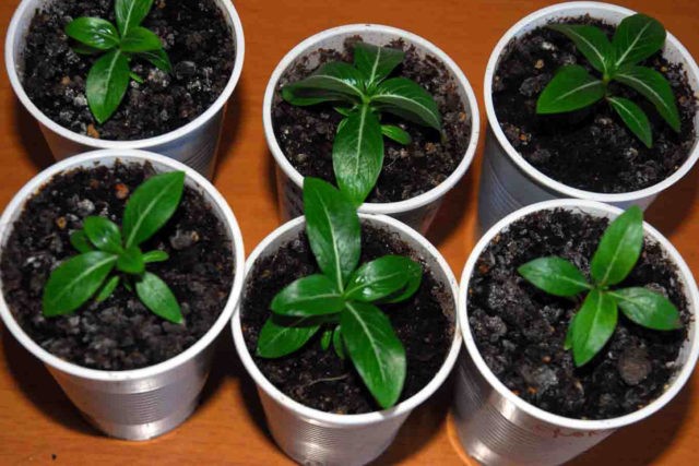 Periwinkle Kiffa: photo, growing from seeds, planting and care