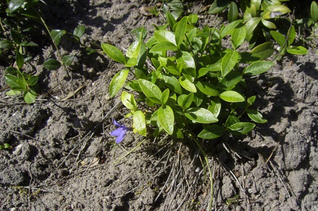 Periwinkle large Variegata (Variegata): botanical description of the variety, cultivation