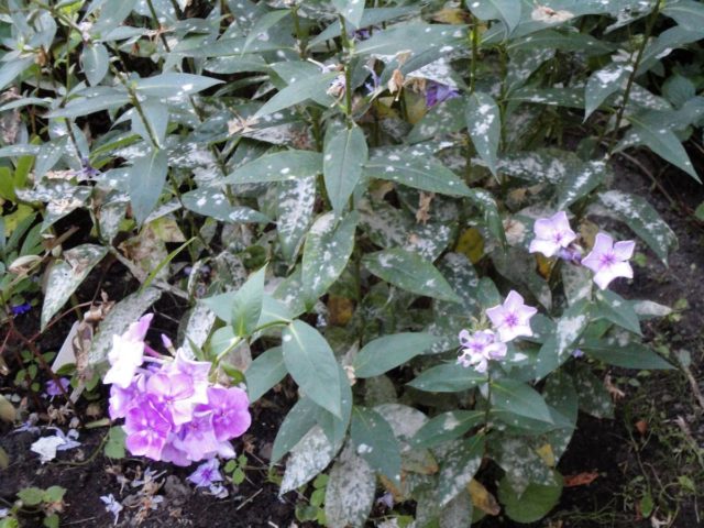 Periwinkle large Variegata (Variegata): botanical description of the variety, cultivation