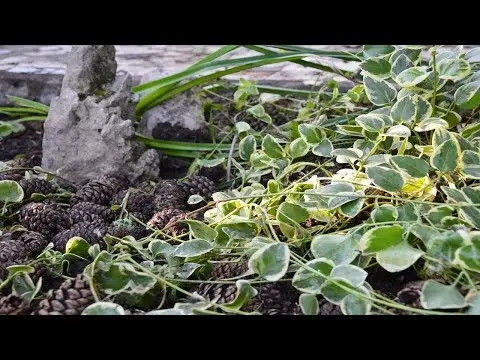 Periwinkle large Variegata (Variegata): botanical description of the variety, cultivation