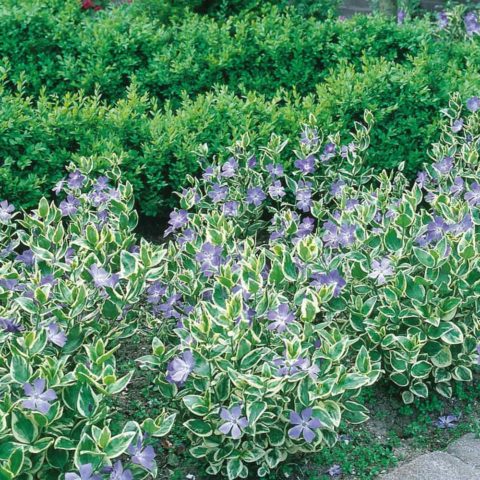 Periwinkle large Variegata (Variegata): botanical description of the variety, cultivation