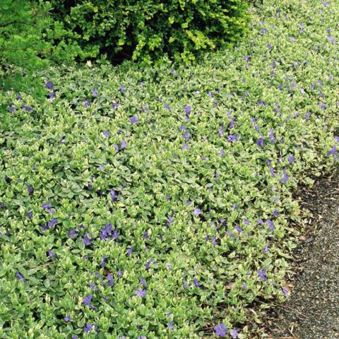 Periwinkle large Variegata (Variegata): botanical description of the variety, cultivation