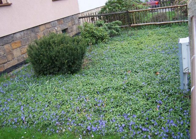 Periwinkle large Variegata (Variegata): botanical description of the variety, cultivation