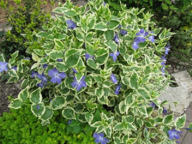 Periwinkle large Variegata (Variegata): botanical description of the variety, cultivation