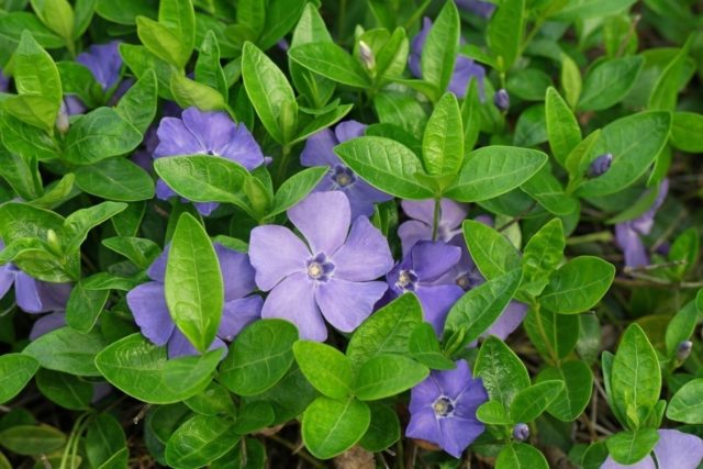 Periwinkle small: description, photo, benefits, harm, folk recipes and reviews