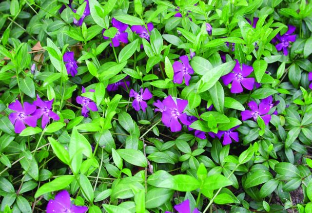 Periwinkle small: description, photo, benefits, harm, folk recipes and reviews