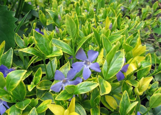 Periwinkle small: description, photo, benefits, harm, folk recipes and reviews