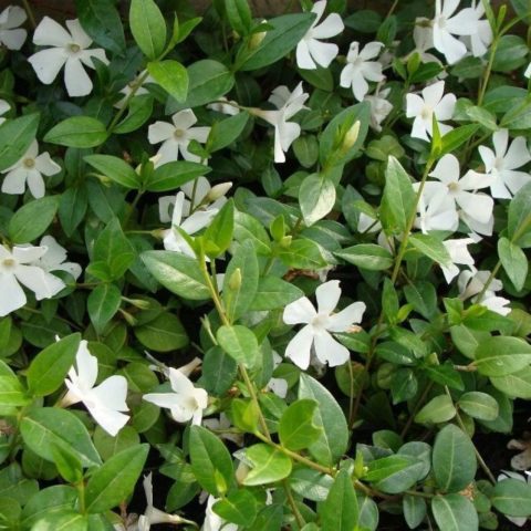 Periwinkle small: description, photo, benefits, harm, folk recipes and reviews