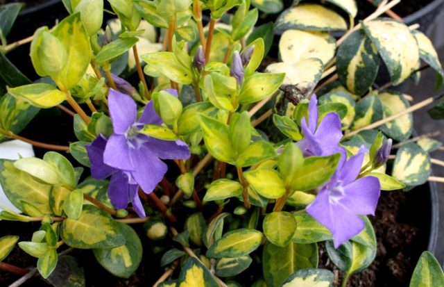 Periwinkle small: description, photo, benefits, harm, folk recipes and reviews