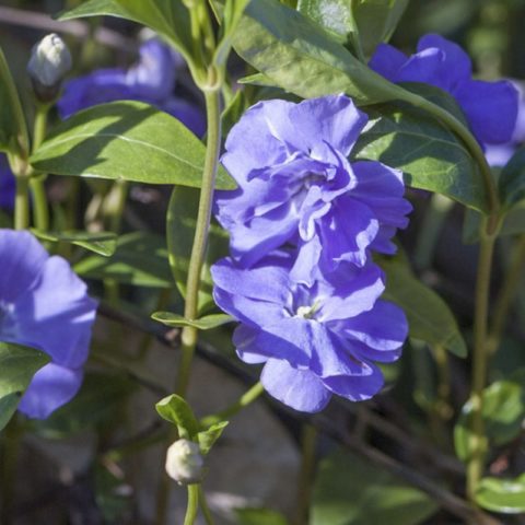 Periwinkle small: description, photo, benefits, harm, folk recipes and reviews