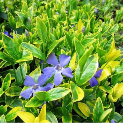 Periwinkle small: description, photo, benefits, harm, folk recipes and reviews