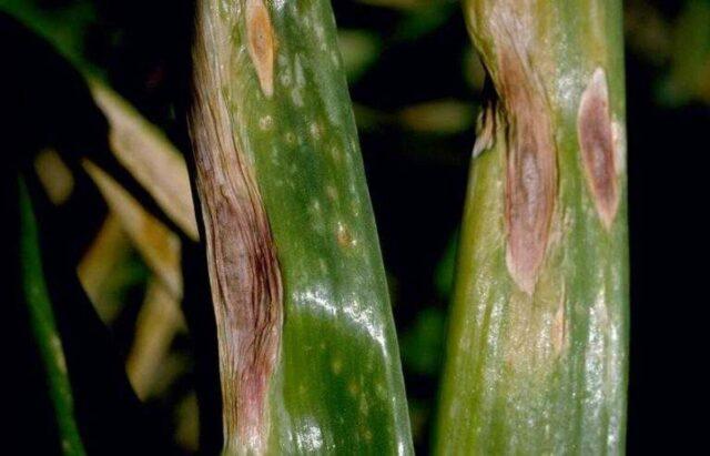 Peronosporosis (downy mildew) onions: photo, what to do, treatment with fungicides