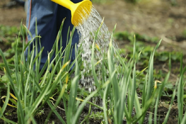 Peronosporosis (downy mildew) onions: photo, what to do, treatment with fungicides