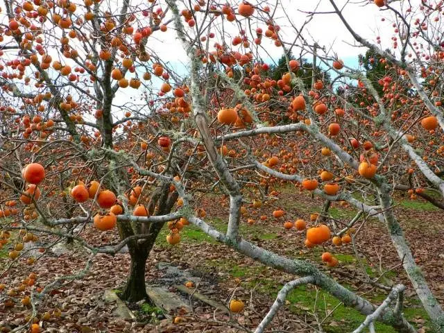 Persimmon compote recipe for the winter