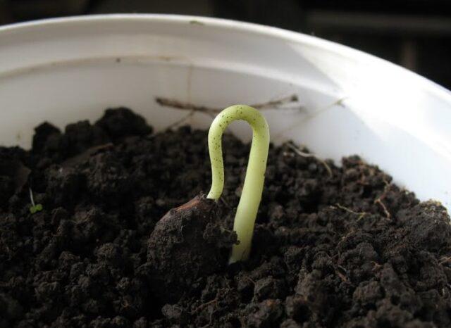 Persimmon from the bone at home: growing in a pot, a photo of how it grows