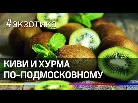 Persimmon in the Moscow region and central Our Country: growing, growing, varieties, reviews