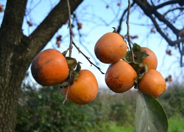 Persimmon in the Moscow region and central Our Country: growing, growing, varieties, reviews