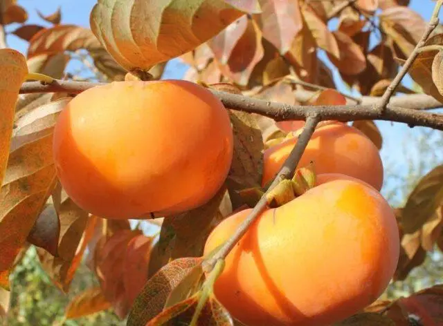 Persimmon in the Moscow region and central Our Country: growing, growing, varieties, reviews