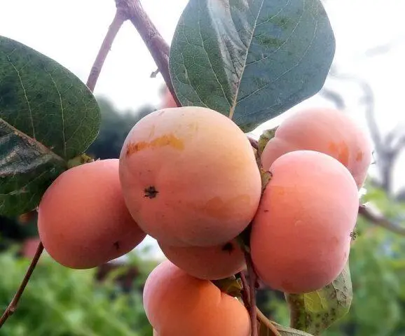 Persimmon in the Moscow region and central Our Country: growing, growing, varieties, reviews