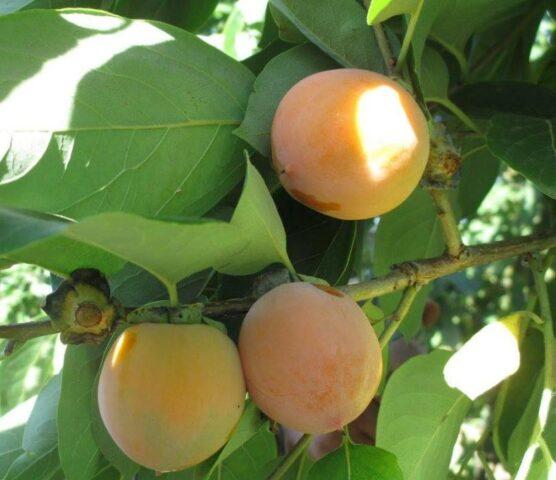 Persimmon in the Moscow region and central Our Country: growing, growing, varieties, reviews