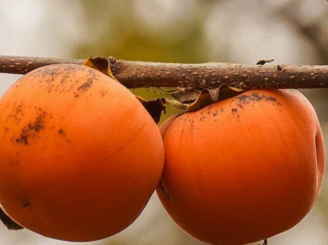 Persimmon in the Moscow region and central Our Country: growing, growing, varieties, reviews