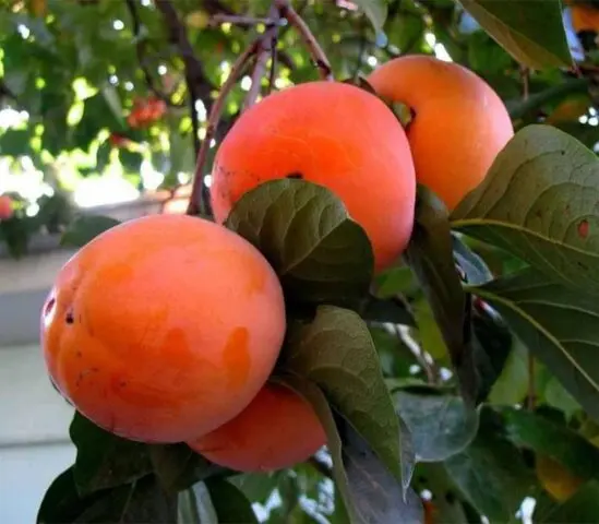 Persimmon in the Moscow region and central Our Country: growing, growing, varieties, reviews