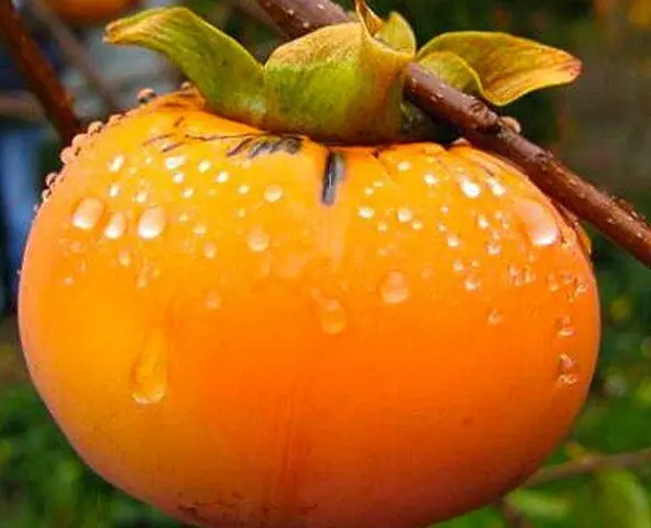 Persimmon in the Moscow region and central Our Country: growing, growing, varieties, reviews