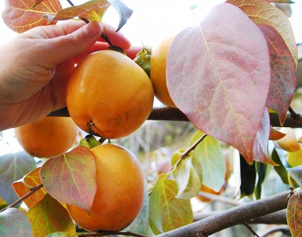 Persimmon jam &#8211; recipe with photo