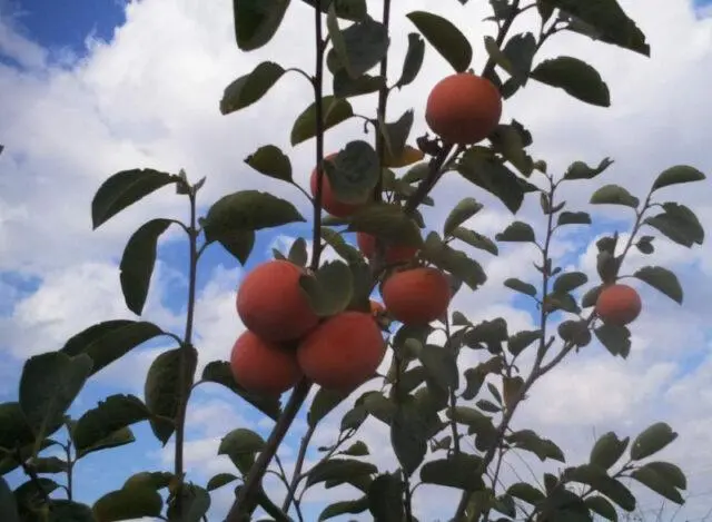 Persimmon Nikitskaya burgundy: variety description with photo