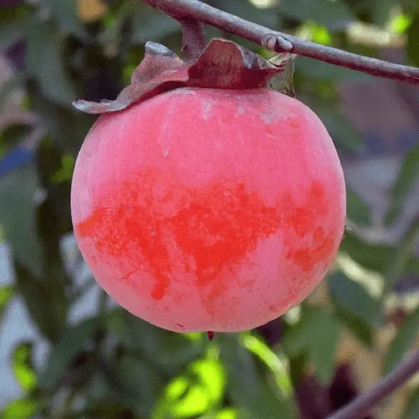 Persimmon Nikitskaya burgundy: variety description with photo