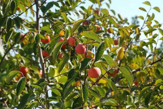 Persimmon Nikitskaya burgundy: variety description with photo