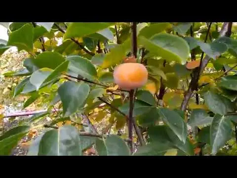 Persimmon Nikitskaya burgundy: variety description with photo