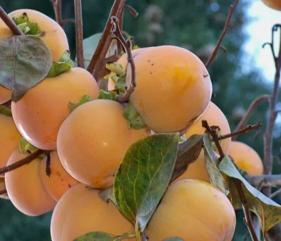 Persimmon: useful properties and contraindications for use for women and men