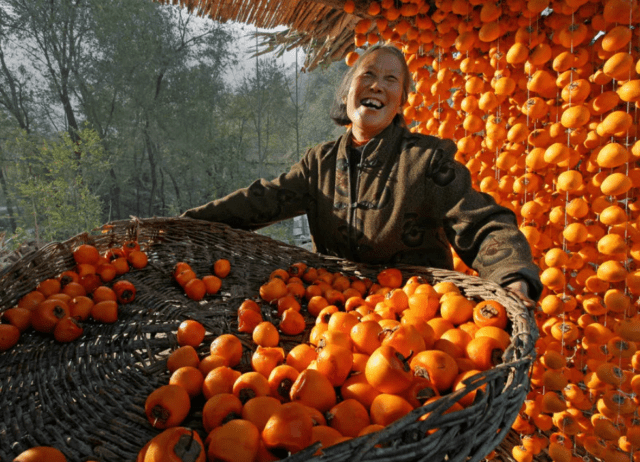 Persimmon: useful properties and contraindications for use for women and men