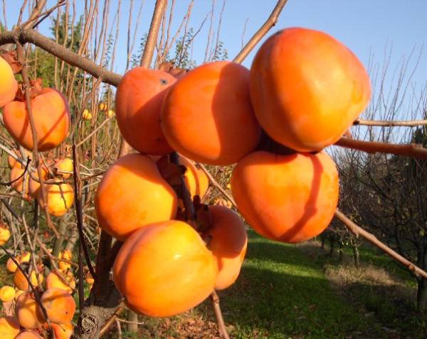 Persimmon varieties with photos and names: self-fertile, frost-resistant, early, best