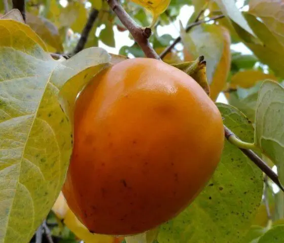 Persimmon varieties with photos and names: self-fertile, frost-resistant, early, best