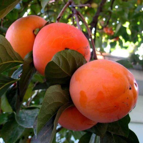 Persimmon varieties with photos and names: self-fertile, frost-resistant, early, best