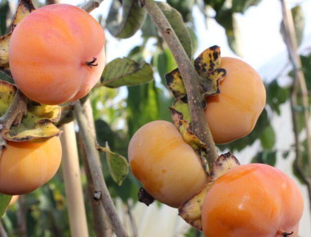 Persimmon varieties with photos and names: self-fertile, frost-resistant, early, best