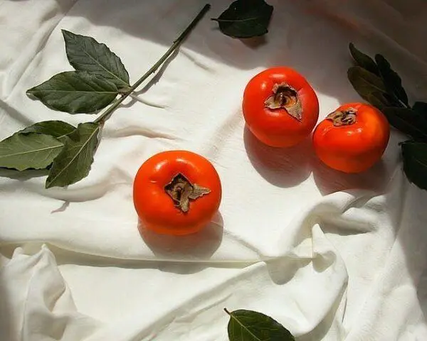 Persimmon varieties with photos and names: self-fertile, frost-resistant, early, best