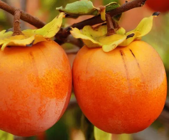 Persimmon varieties with photos and names: self-fertile, frost-resistant, early, best