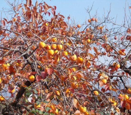 Persimmon varieties with photos and names: self-fertile, frost-resistant, early, best