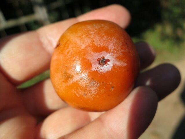 Persimmon varieties with photos and names: self-fertile, frost-resistant, early, best