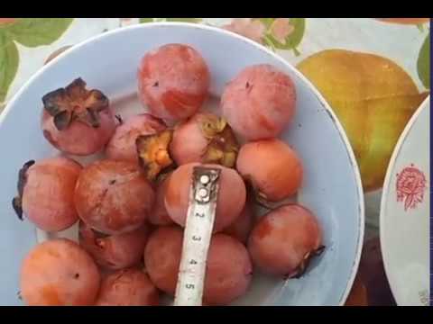 Persimmon varieties with photos and names: self-fertile, frost-resistant, early, best